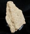 Fossil Jurassic Echinoderm (Acrosalenia) Spines - France #3174-2